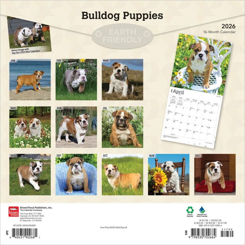 Bulldog Puppies 2026 Square