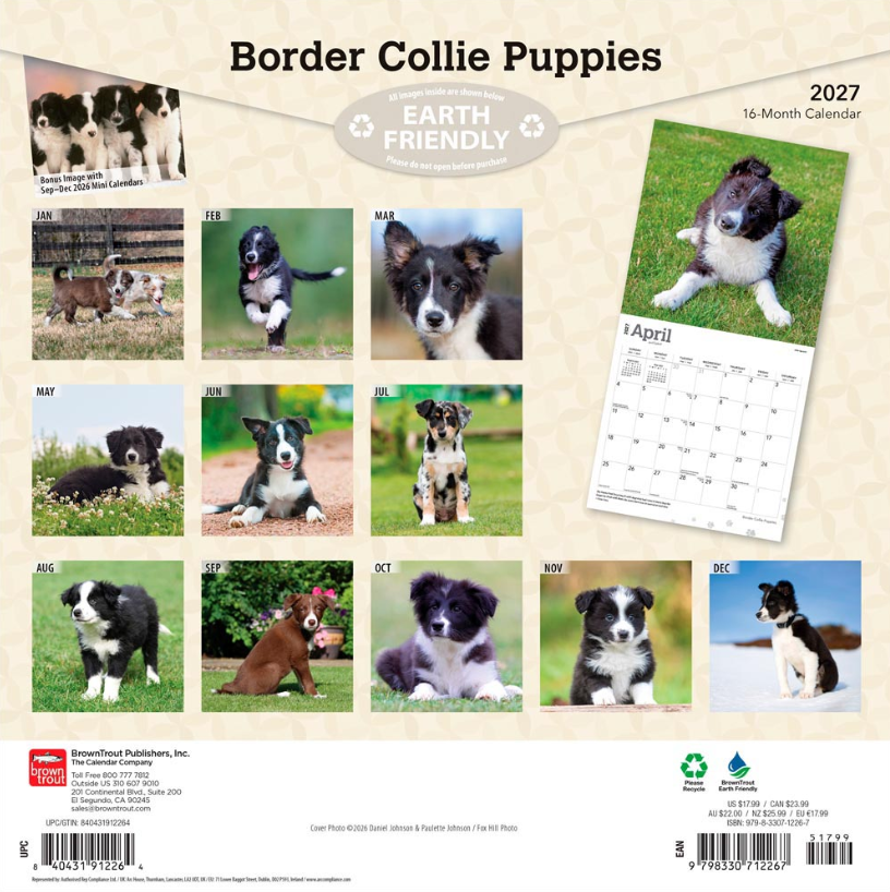Border Collie Puppies 2027 Square