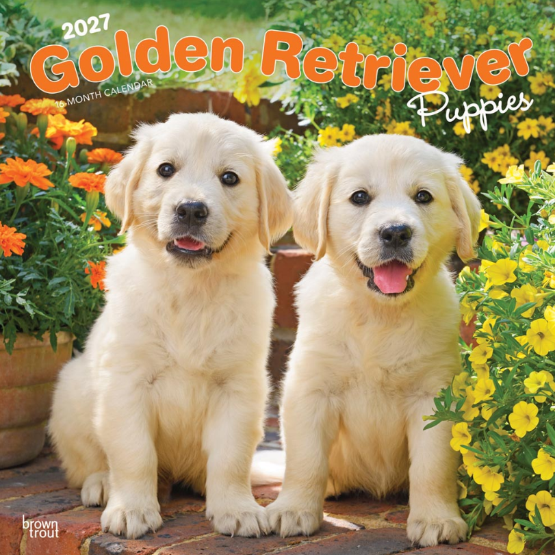 Golden Retriever Puppies 2027 Square