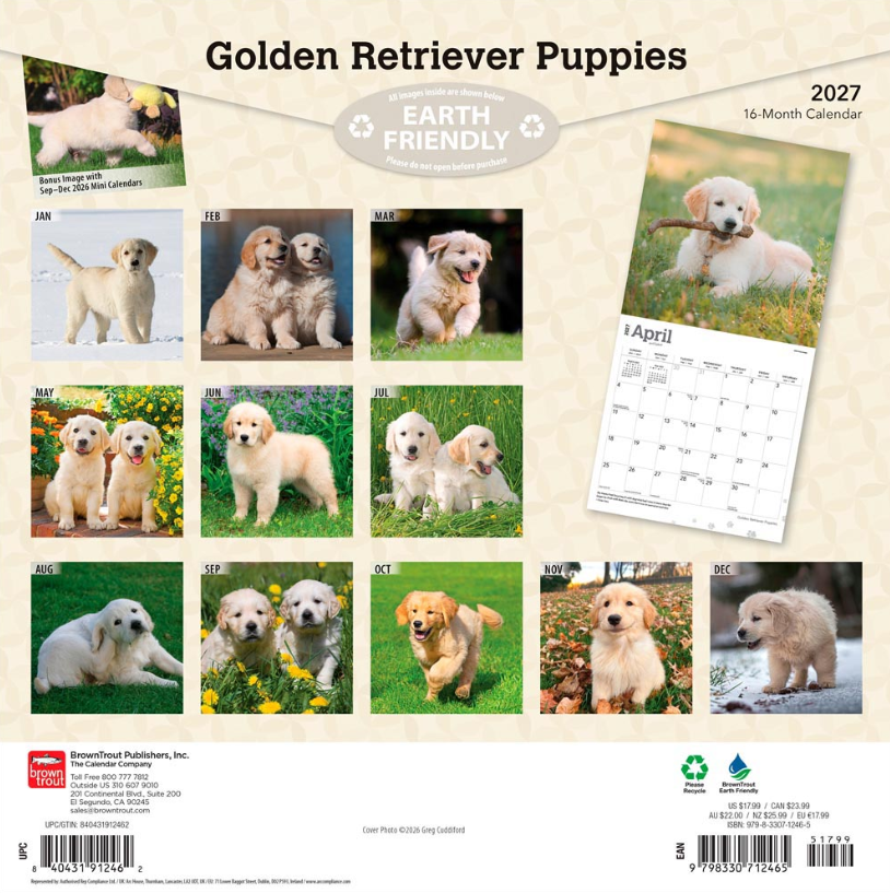Golden Retriever Puppies 2027 Square