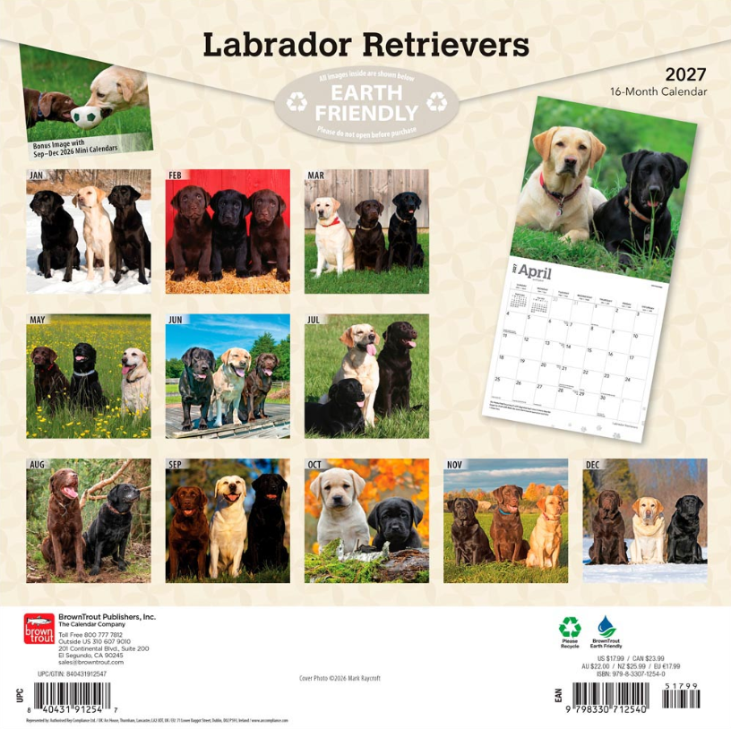 Labrador Retrievers 2027 Square