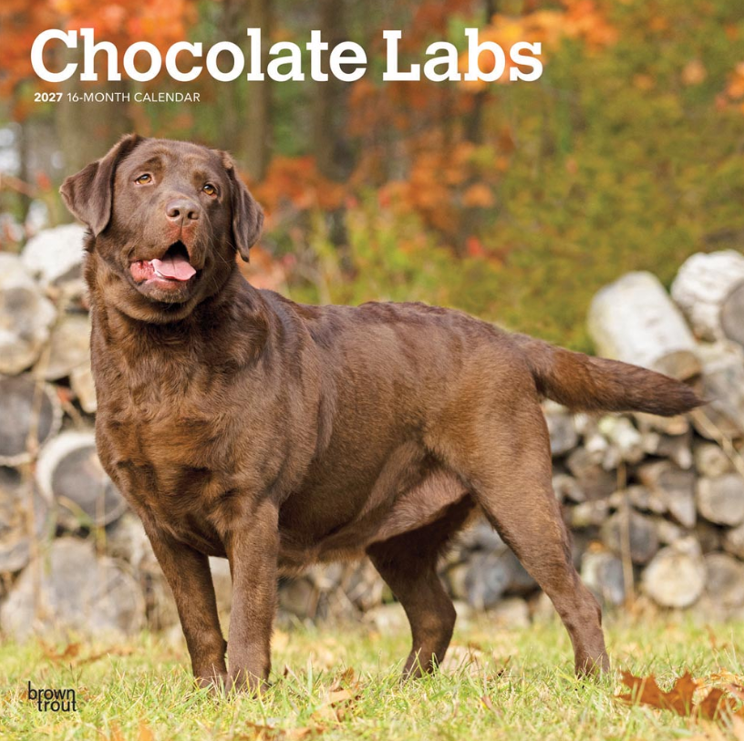 Labrador Retrievers, Chocolate 2027 Square