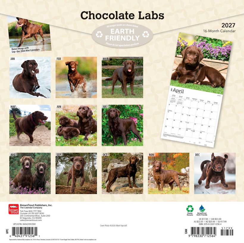 Labrador Retrievers, Chocolate 2027 Square