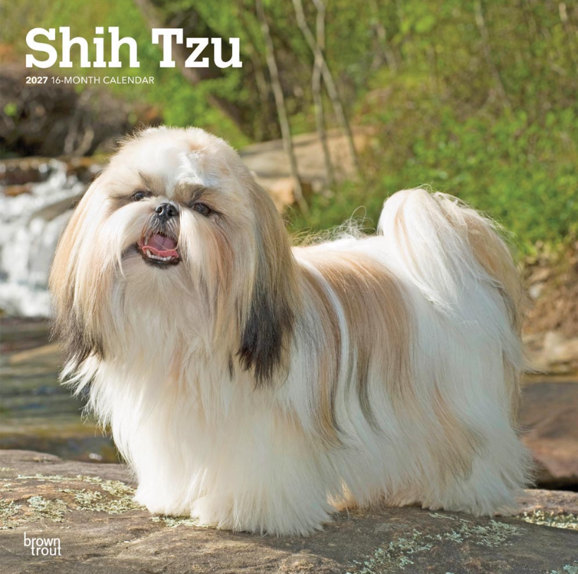Shih Tzu 2027 Square