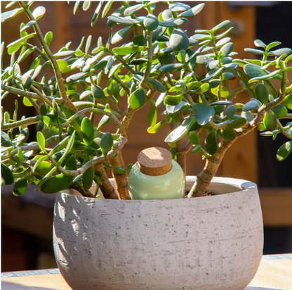 PEPIN OLLA - GREEN