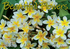 Calendar 2027 Big Print Beautiful Flowers
