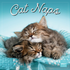 Cat Naps 2027 Square