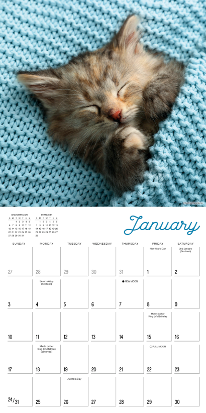 Cat Naps 2027 Square
