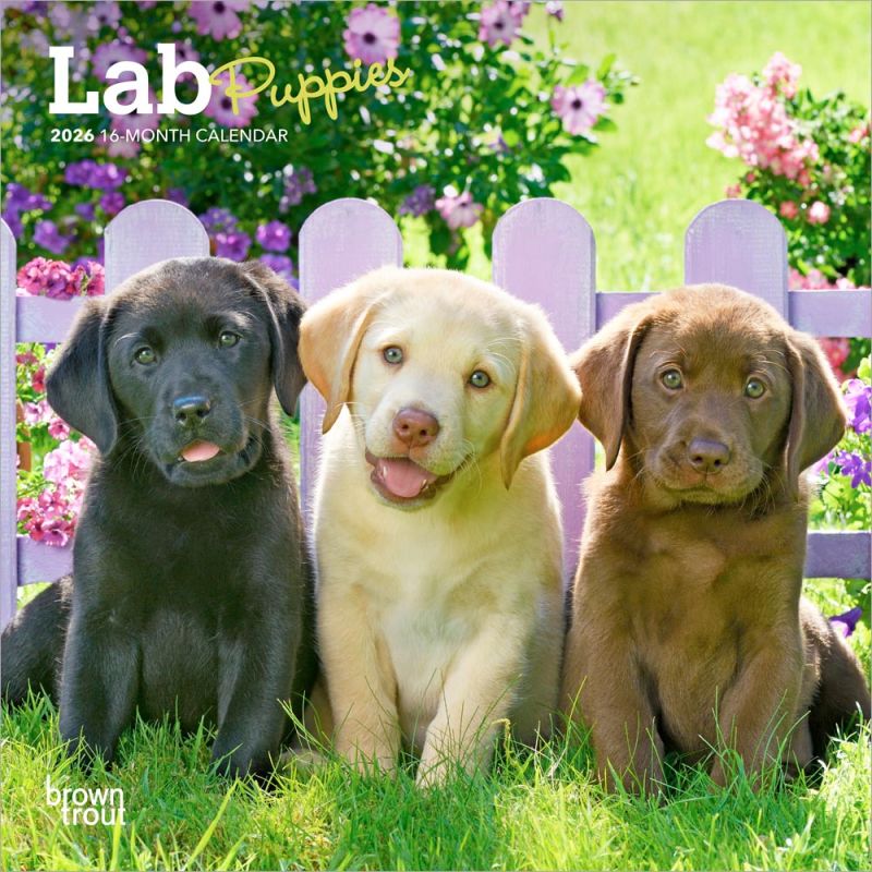 Lab Puppies 2026 Mini