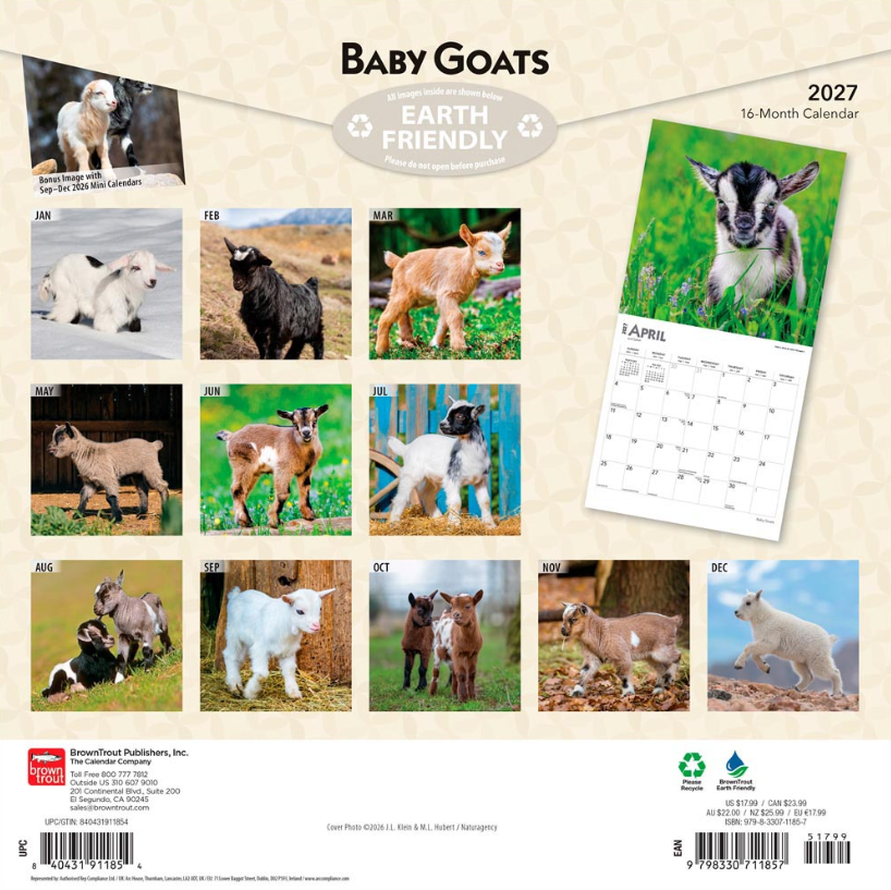 Baby Goats 2027 Square