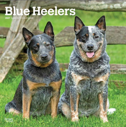 Blue Heelers 2027 Square