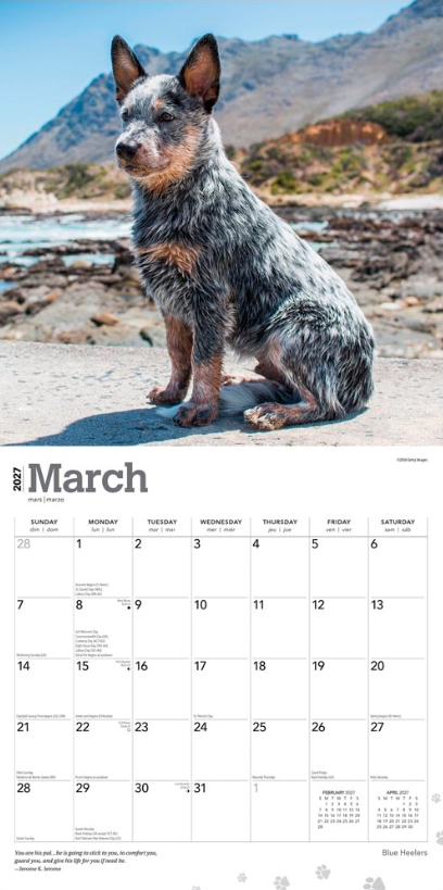 Blue Heelers 2027 Square
