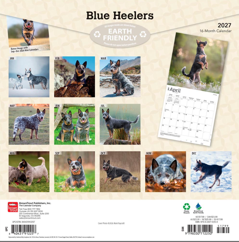Blue Heelers 2027 Square