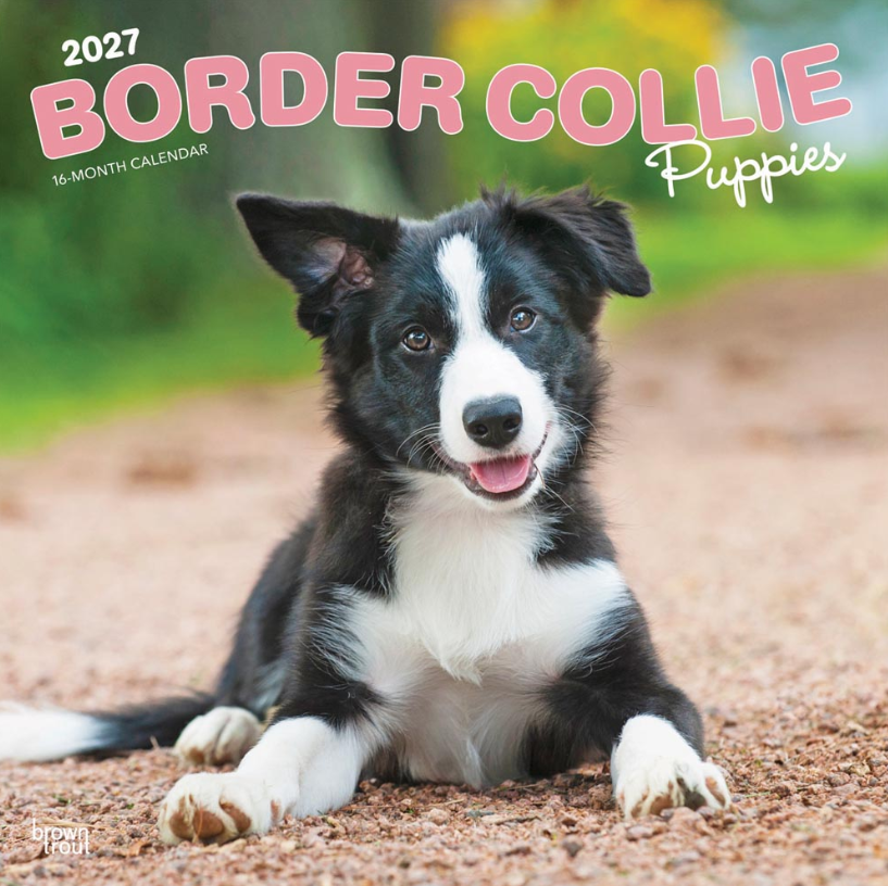 Border Collie Puppies 2027 Square