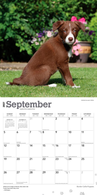 Border Collie Puppies 2027 Square