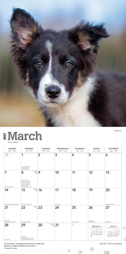 Border Collie Puppies 2027 Square