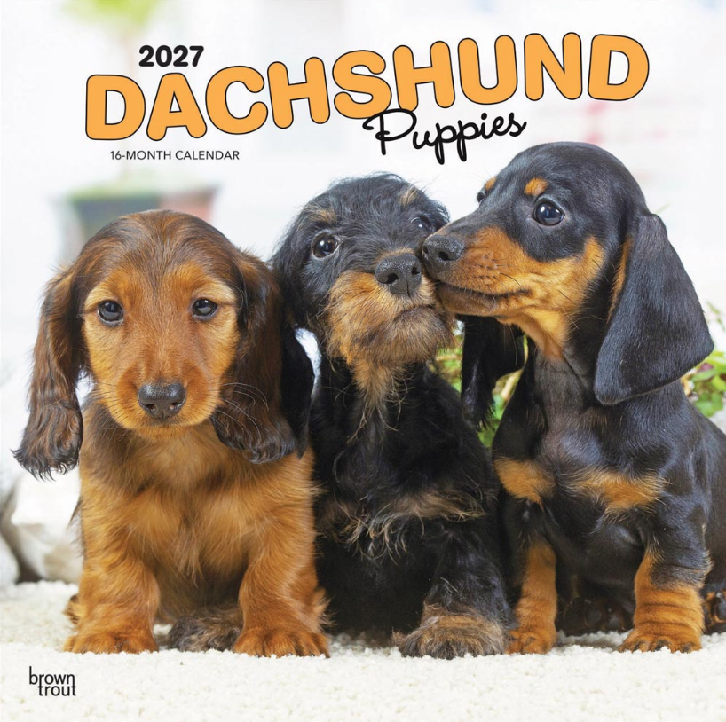 Dachshund Puppies 2027 Square