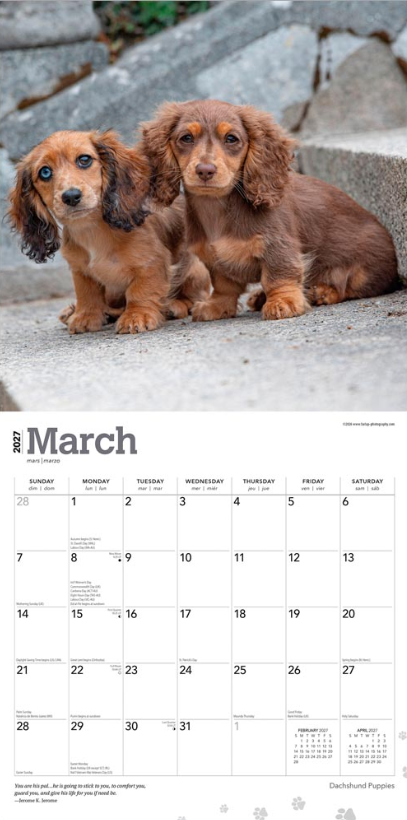 Dachshund Puppies 2027 Square