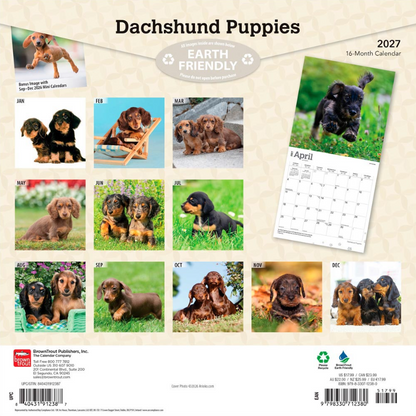 Dachshund Puppies 2027 Square