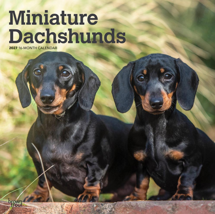 Dachshunds, Miniature 2027 Square