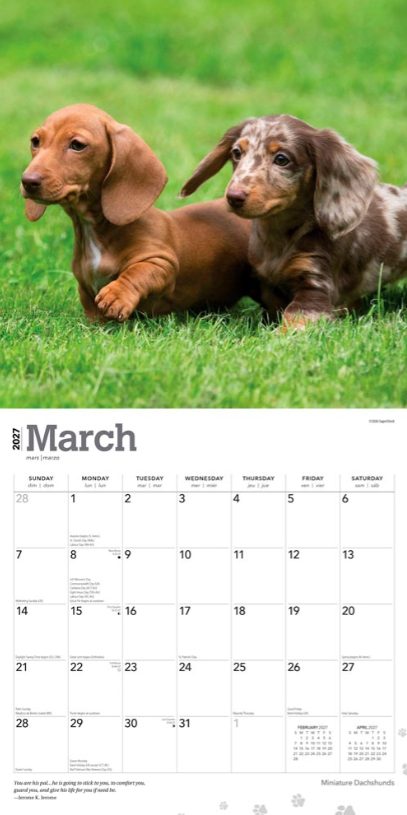 Dachshunds, Miniature 2027 Square