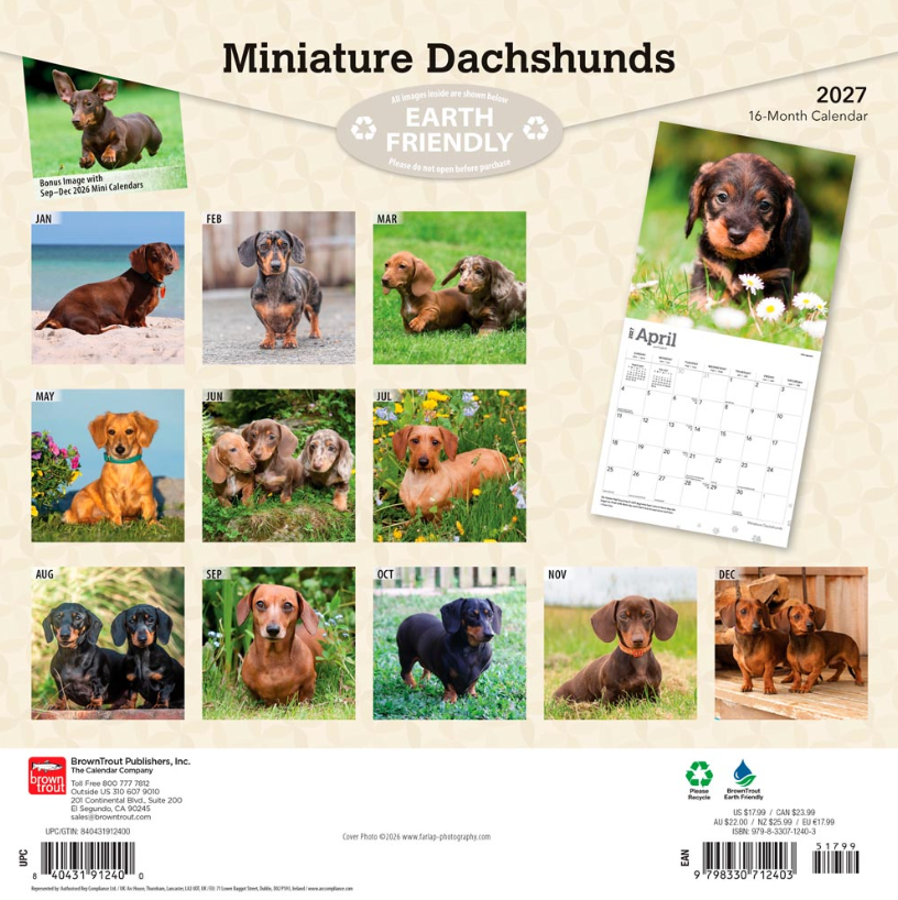 Dachshunds, Miniature 2027 Square
