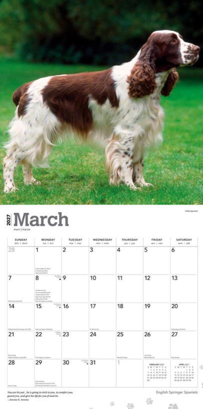 English Springer Spaniels 2027 Square