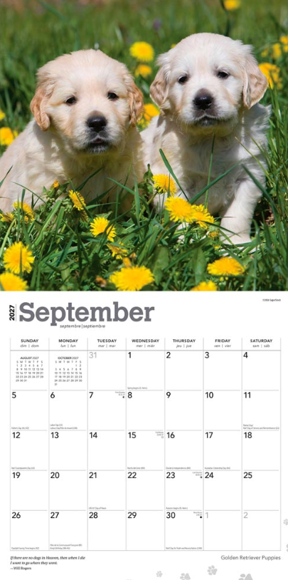 Golden Retriever Puppies 2027 Square