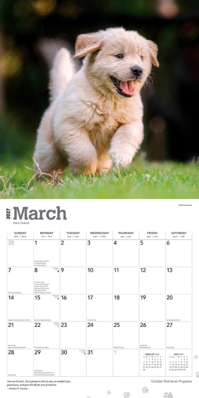 Golden Retriever Puppies 2027 Square