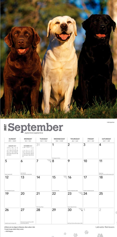 Labrador Retrievers 2027 Square