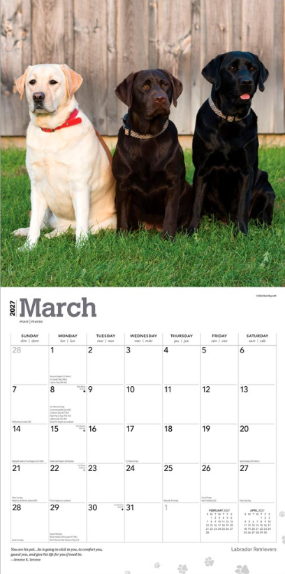 Labrador Retrievers 2027 Square