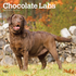 Labrador Retrievers, Chocolate 2027 Square
