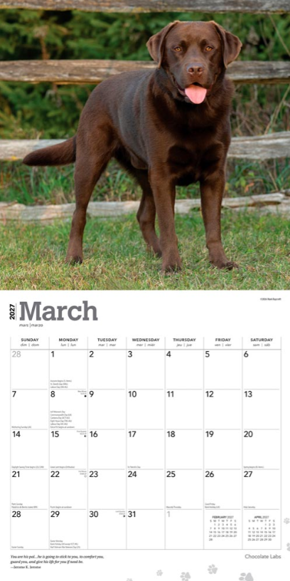 Labrador Retrievers, Chocolate 2027 Square