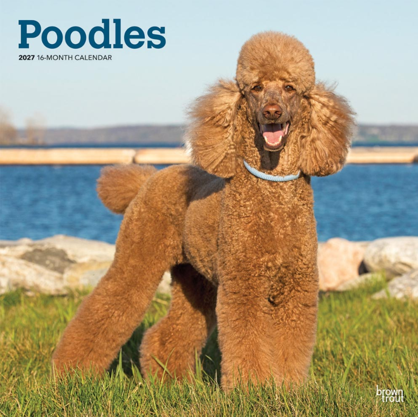 Poodles 2027 Square