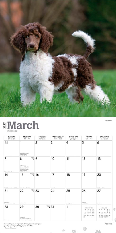Poodles 2027 Square