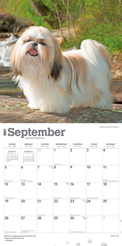 Shih Tzu 2027 Square