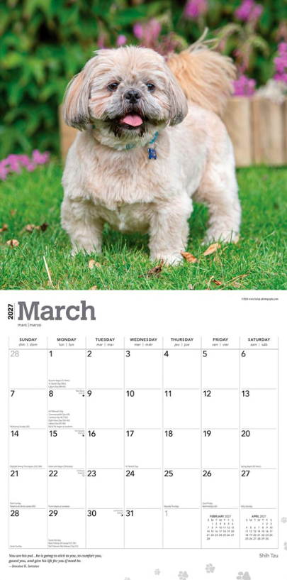 Shih Tzu 2027 Square