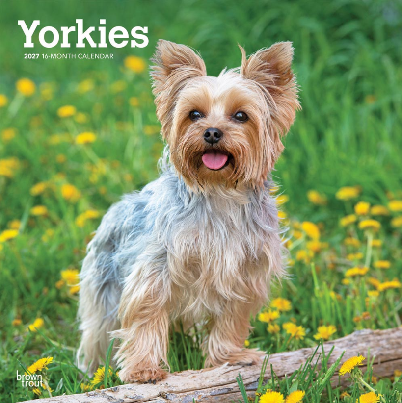 Yorkshire Terriers 2027 Square