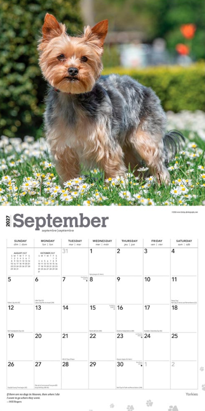 Yorkshire Terriers 2027 Square