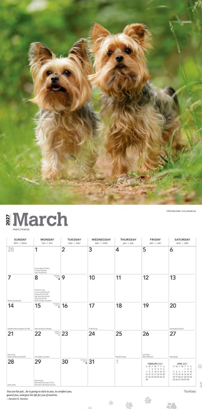 Yorkshire Terriers 2027 Square